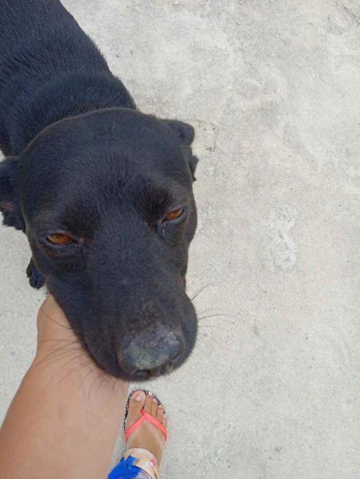 Cachorro ra a Sem raça definida idade 5 anos nome Tedy e grafite 