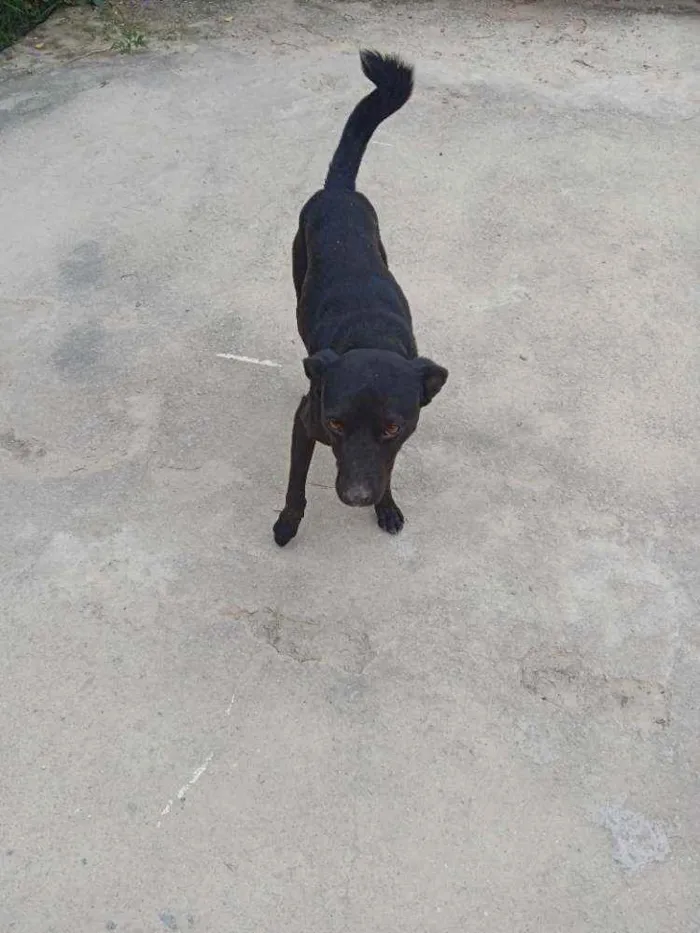 Cachorro ra a Sem raça definida idade 5 anos nome Tedy e grafite 