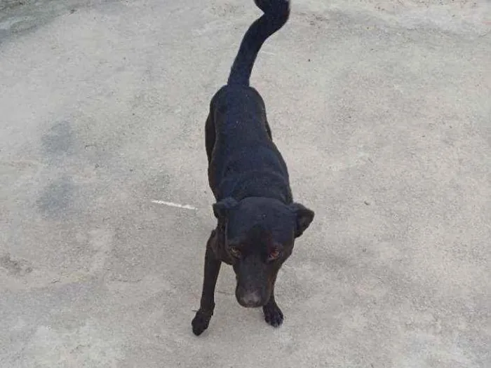 Cachorro ra a Sem raça definida idade 5 anos nome Tedy e grafite 