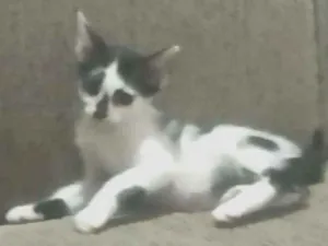 Gato raça  idade 2 a 6 meses nome Sem nome