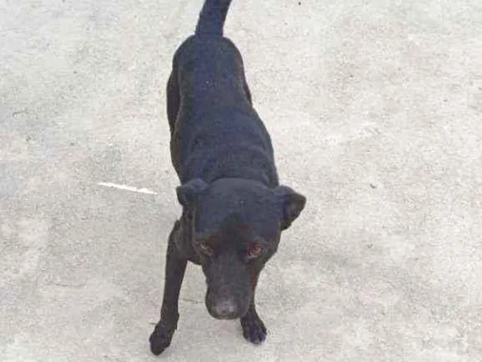 Cachorro ra a Sem raça definida idade 5 anos nome Tedy e grafite 