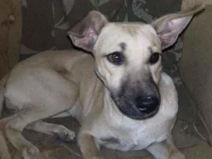 Cachorro raça SRD idade 2 a 6 meses nome Não  tem