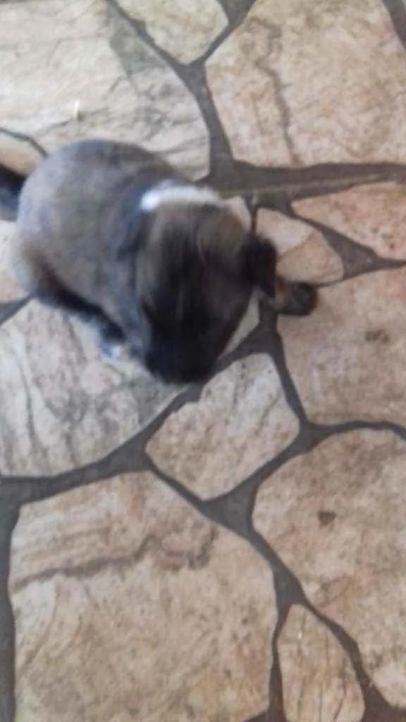 Cachorro raça SRD idade 2 a 6 meses nome Filhotinhos 