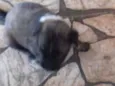Filhotinhos 