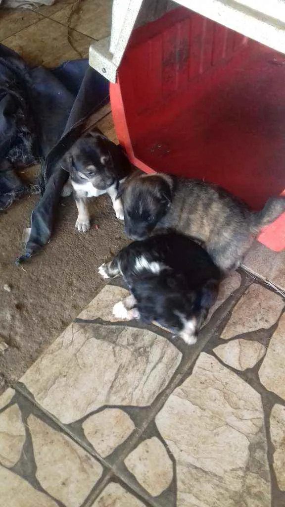 Cachorro raça SRD idade 2 a 6 meses nome Filhotinhos