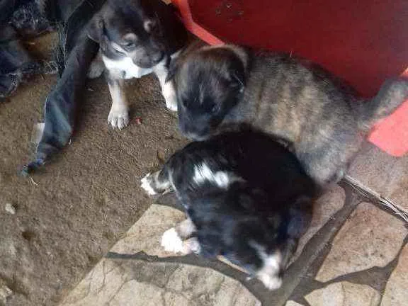 Cachorro raça SRD idade 2 a 6 meses nome Filhotinhos