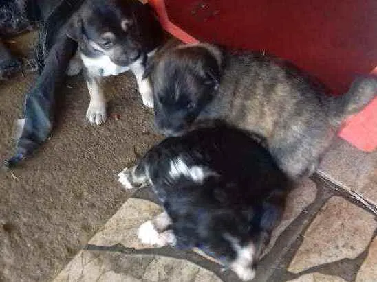 Cachorro raça SRD idade 2 a 6 meses nome Filhotinhos