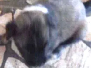 Cachorro raça SRD idade 2 a 6 meses nome Filhotinhos 