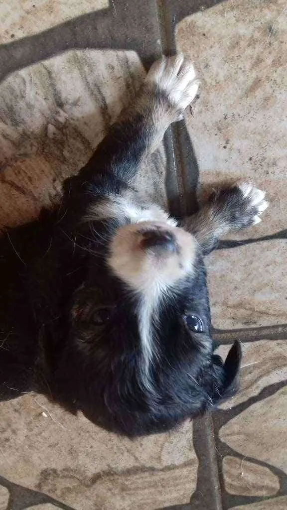 Cachorro raça SRD idade 2 a 6 meses nome Filhotinhos