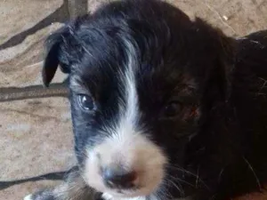 Cachorro raça SRD idade 2 a 6 meses nome Filhotinhos