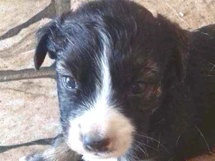 Cachorro raça SRD idade 2 a 6 meses nome Filhotinhos