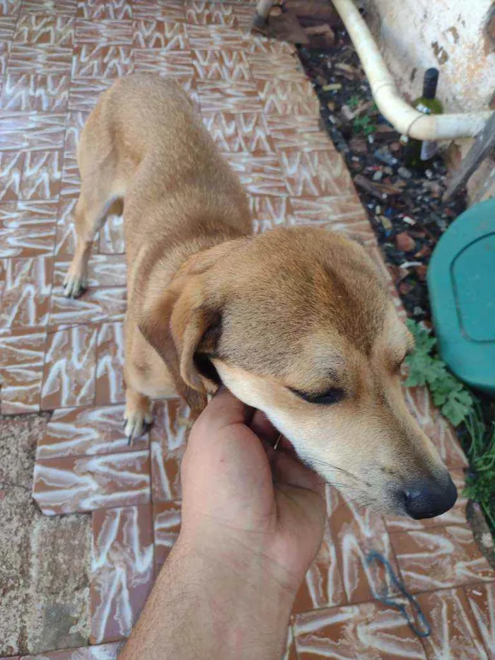 Cachorro raça Viralata idade 7 a 11 meses nome João de barro 