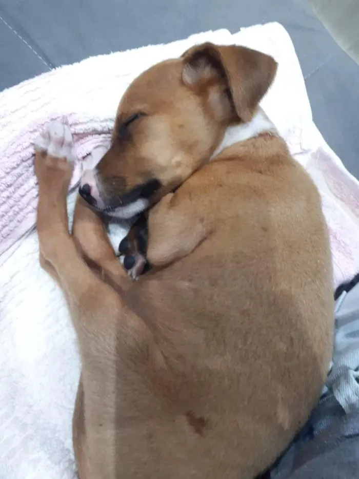Cachorro ra a SRD-ViraLata idade 2 a 6 meses nome Sem nome