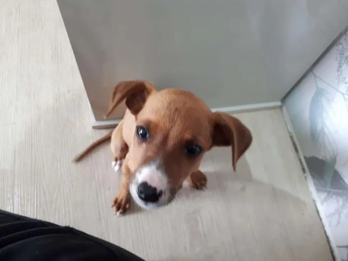 Cachorro ra a SRD-ViraLata idade 2 a 6 meses nome Sem nome