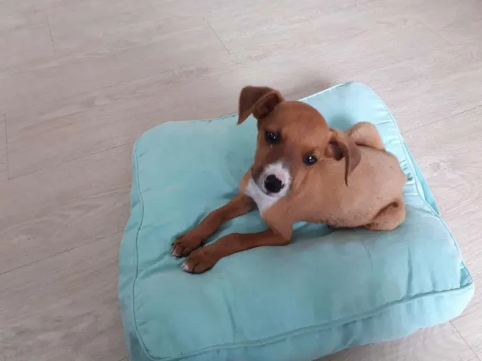 Cachorro ra a SRD-ViraLata idade 2 a 6 meses nome Sem nome