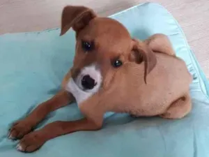 Cachorro raça SRD-ViraLata idade 2 a 6 meses nome Sem nome