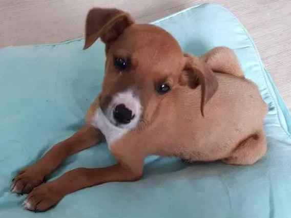 Cachorro ra a SRD-ViraLata idade 2 a 6 meses nome Sem nome