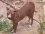 Cachorro raça Pit Bull com viralata idade 7 a 11 meses nome Pandora