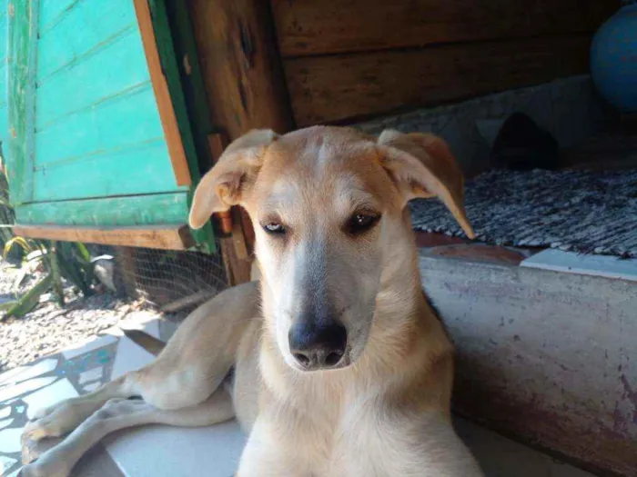 Cachorro ra a Mestiça pastor suíço idade 7 a 11 meses nome Luna