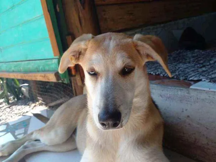 Cachorro ra a Mestiça pastor suíço idade 7 a 11 meses nome Luna