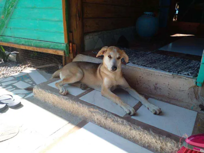 Cachorro ra a Mestiça pastor suíço idade 7 a 11 meses nome Luna