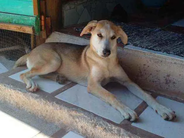 Cachorro ra a Mestiça pastor suíço idade 7 a 11 meses nome Luna