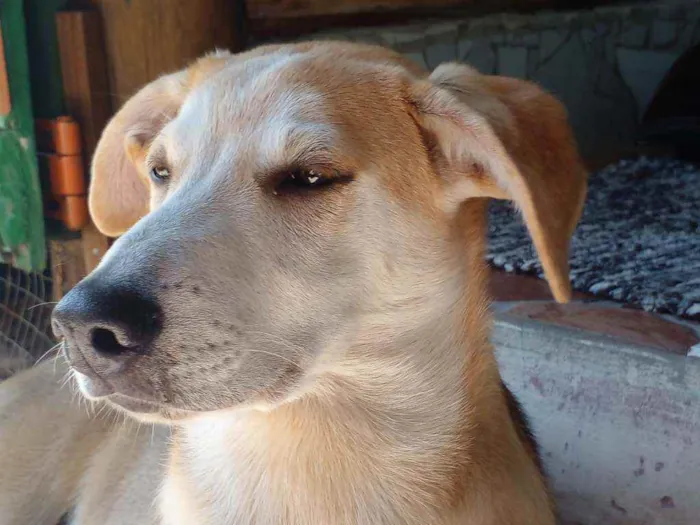 Cachorro ra a Mestiça pastor suíço idade 7 a 11 meses nome Luna