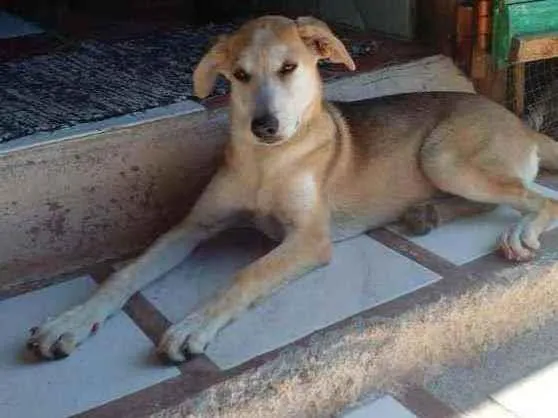 Cachorro ra a Mestiça pastor suíço idade 7 a 11 meses nome Luna