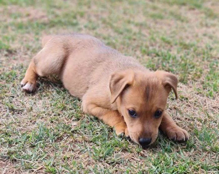 Cachorro ra a Srd idade Abaixo de 2 meses nome S/nome