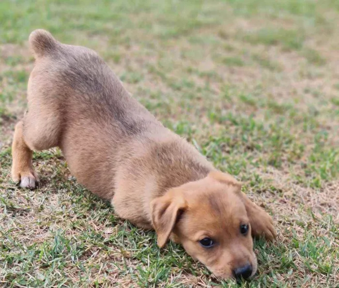 Cachorro ra a Srd idade Abaixo de 2 meses nome S/nome