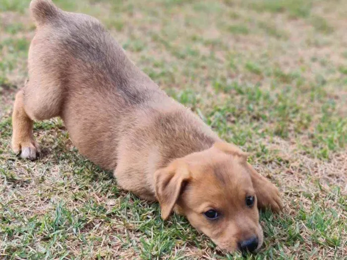 Cachorro ra a Srd idade Abaixo de 2 meses nome S/nome