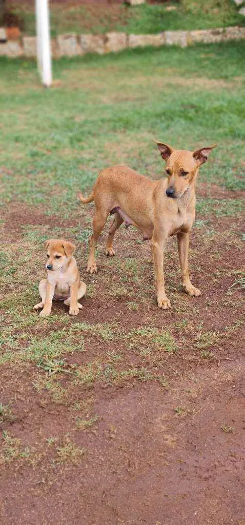 Cachorro ra a Srd idade 2 anos nome S/nome