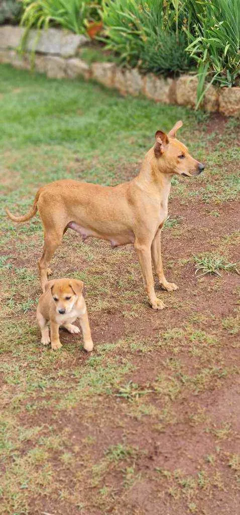 Cachorro ra a Srd idade 2 anos nome S/nome