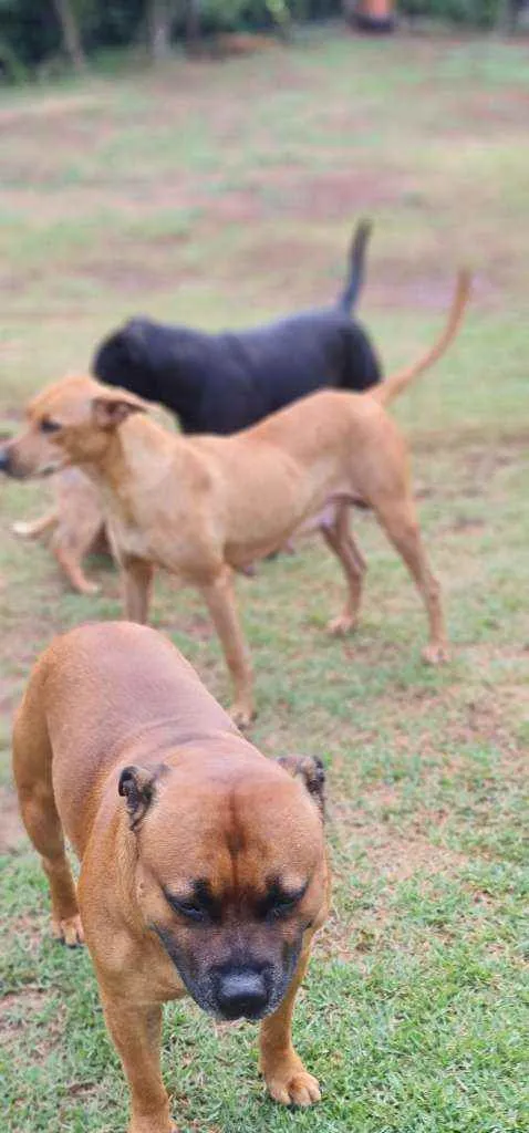 Cachorro ra a Srd idade 2 anos nome S/nome