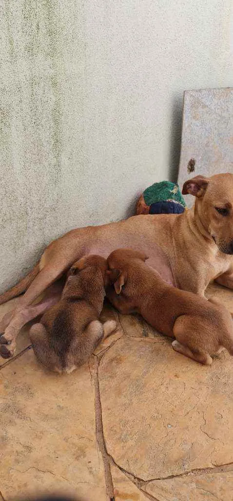 Cachorro ra a Srd idade 2 anos nome S/nome