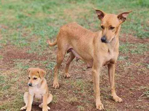 Cachorro ra a Srd idade 2 anos nome S/nome