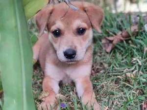 Cachorro raça Srd idade Abaixo de 2 meses nome S/nome