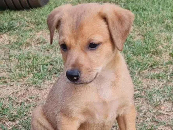 Cachorro ra a Srd idade Abaixo de 2 meses nome S/nome