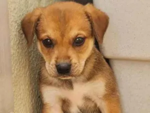 Cachorro raça Srd idade Abaixo de 2 meses nome S/nome