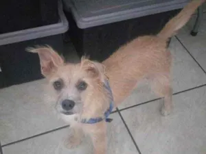 Cachorro raça SRD idade  nome Pandora