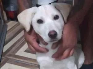 Cachorro raça Labrador com vira lata idade 2 a 6 meses nome Lyon