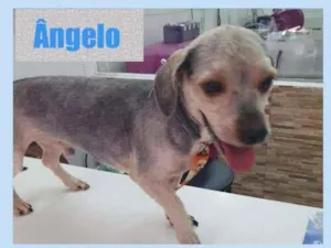 Cachorro raça Poodle idade 4 anos nome ÂNGELO