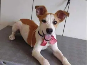 Cachorro raça SRD-ViraLata idade 2 a 6 meses nome AMARALINA