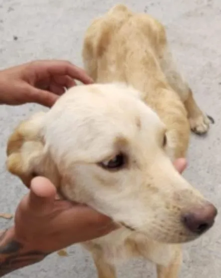 Cachorro ra a SRD-ViraLata idade 2 anos nome Cacá Fofura