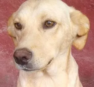 Cachorro ra a SRD-ViraLata idade 2 anos nome Cacá Fofura