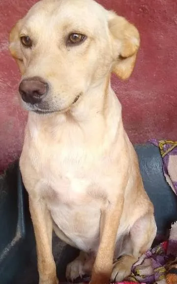 Cachorro ra a SRD-ViraLata idade 2 anos nome Cacá Fofura