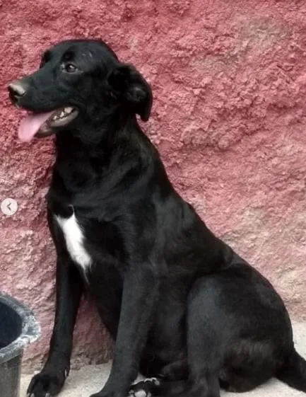 Cachorro ra a SRD-ViraLata idade 2 anos nome Rafaello Amor