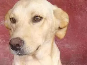 Cachorro ra a SRD-ViraLata idade 2 anos nome Cacá Fofura