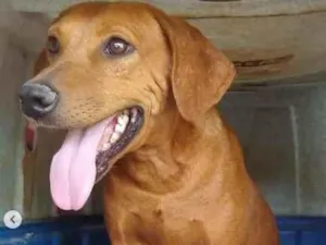 Cachorro raça SRD-ViraLata idade 1 ano nome Caramelo