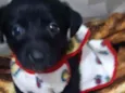 Cachorro raça SRD idade 2 a 6 meses nome SOFÍ